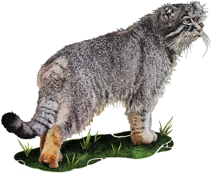 Framed Print : Pallas's Cat, Otocolobus manul, Illustration Framed Print : Pallas's Cat, Otocolobus manul, Illustration