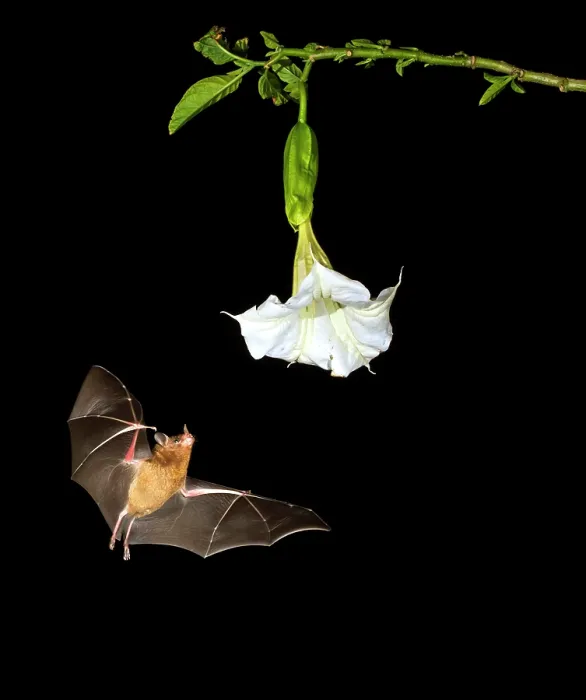 Framed Print : Pallas's Long-tongued Bat