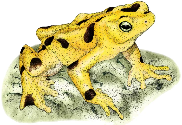 Framed Print : Panamanian Golden Frog Framed Print : Panamanian Golden Frog