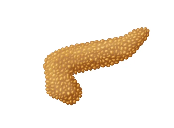 Framed Print : Pancreas. Illustration of a human pancreas
