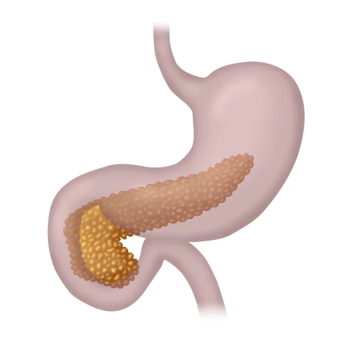 Framed Print : Pancreas. Illustration of a human pancreas within the stomach