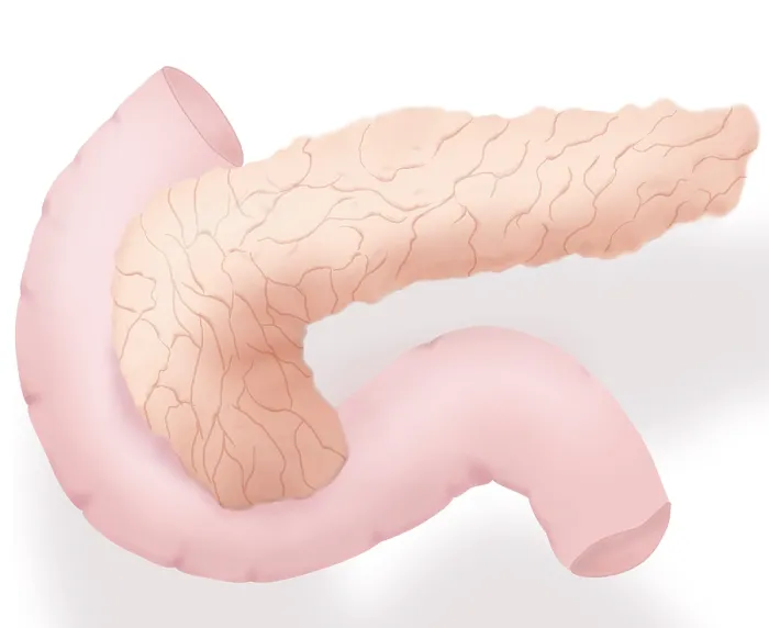 Framed Print : Pancreas Illustration