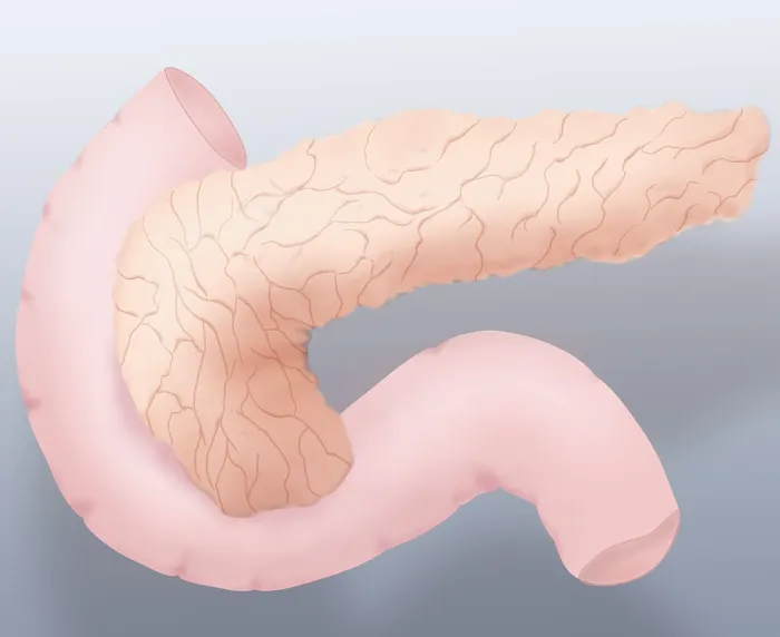 Framed Print : Pancreas Illustration