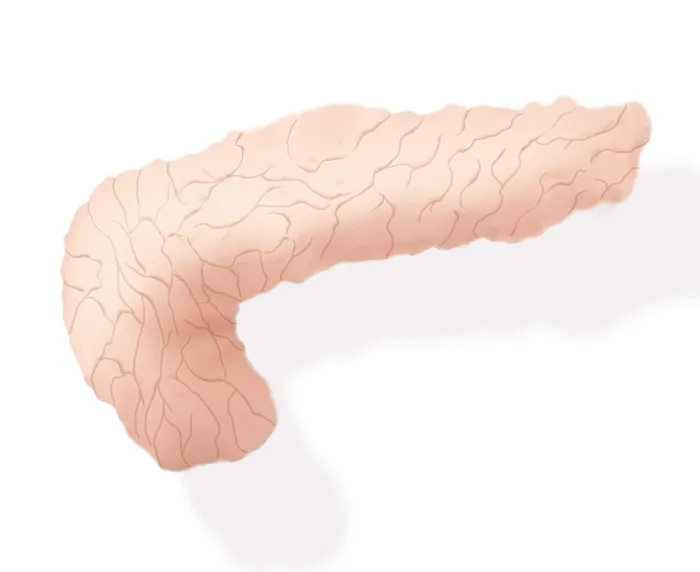 Framed Print : Pancreas Illustration