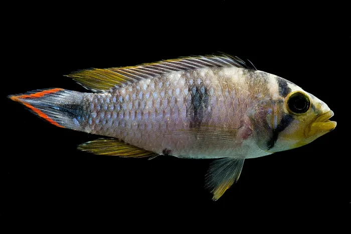 Framed Print : Pandurini Apistogramma Framed Print : Pandurini Apistogramma