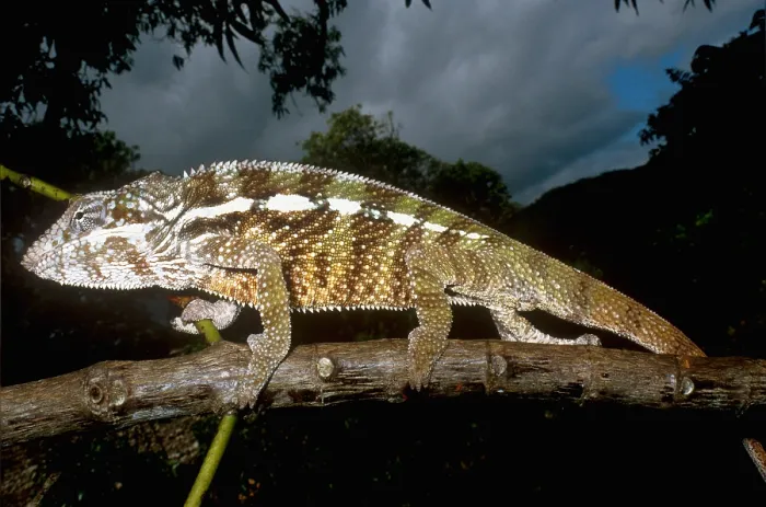 Framed Print : Panther Chameleon Framed Print : Panther Chameleon