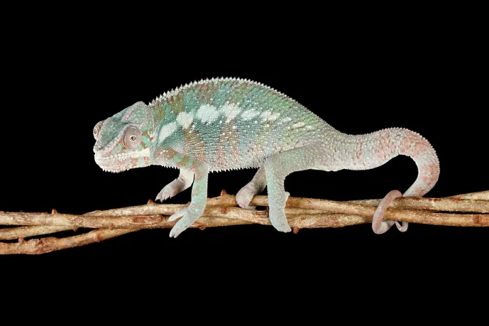 Framed Print : Panther Chameleon on Branch Framed Print : Panther Chameleon on Branch