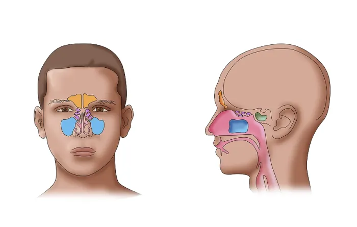 Framed Print : Paranasal sinus anatomy, maxillary, frontal, sphenoid, ethmoid cavities, illustration