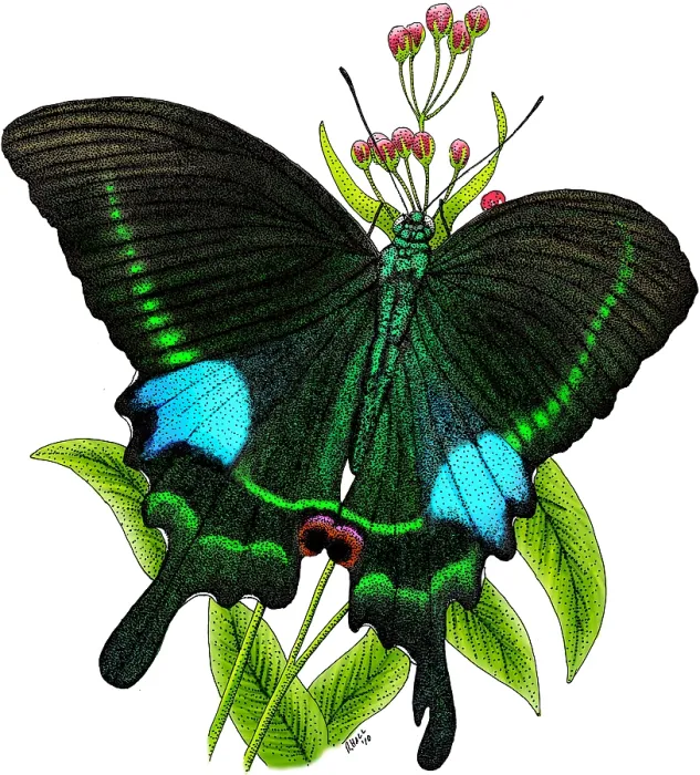 Framed Print : Paris Peacock Butterfly