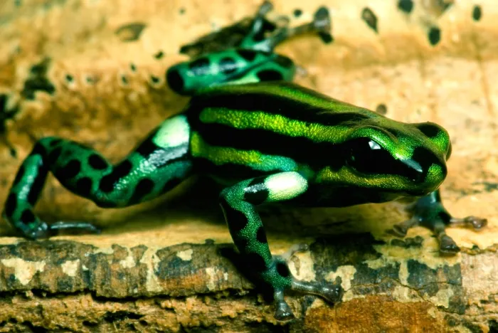 Framed Print : Pasco Poison Frog Framed Print : Pasco Poison Frog