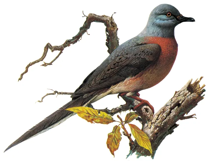 Framed Print : Passenger Pigeon Framed Print : Passenger Pigeon