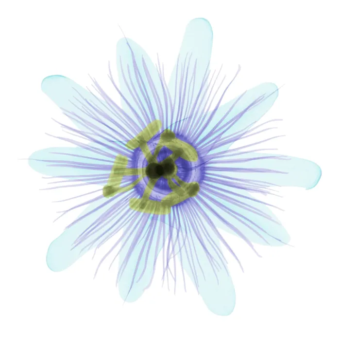 Framed Print : Passion Flower, X-ray