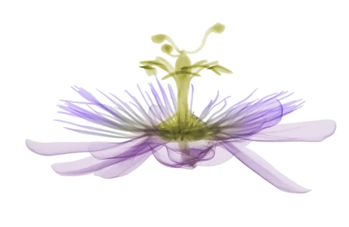 Framed Print : Passion flower, X-ray Framed Print : Passion flower, X-ray