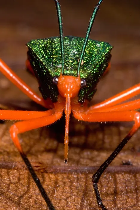 Framed Print : Passion Vine Bug