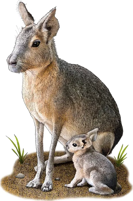 Framed Print : Patagonian Mara, D. Patagonum, Argentinian Rodent, Illustration