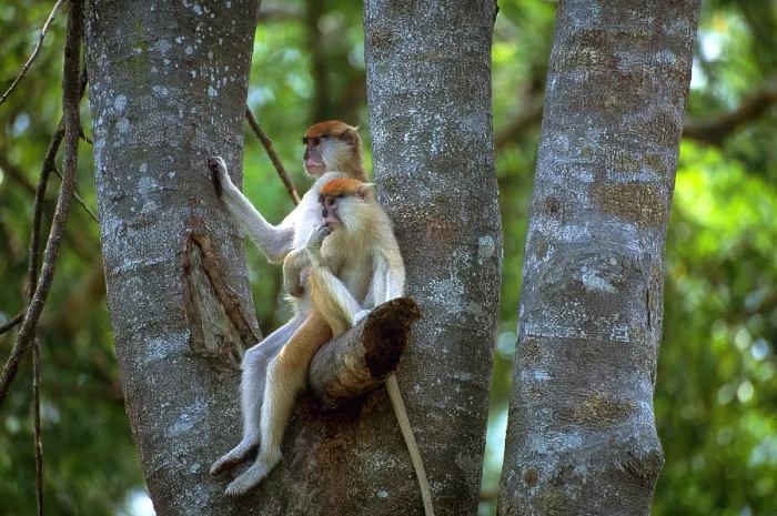 Framed Print : Patas monkey and young Framed Print : Patas monkey and young