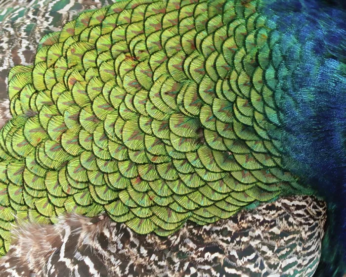 Framed Print : Peacock Feather Detail