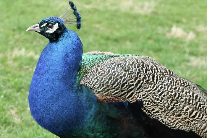 Framed Print : Peacock portrait