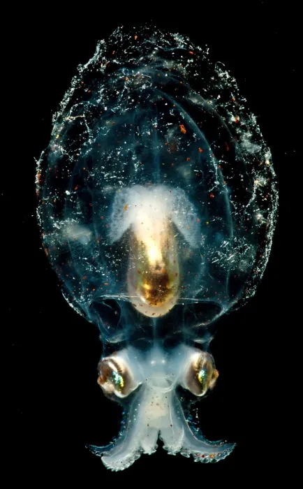 Framed Print : Pelagic Octopus Framed Print : Pelagic Octopus
