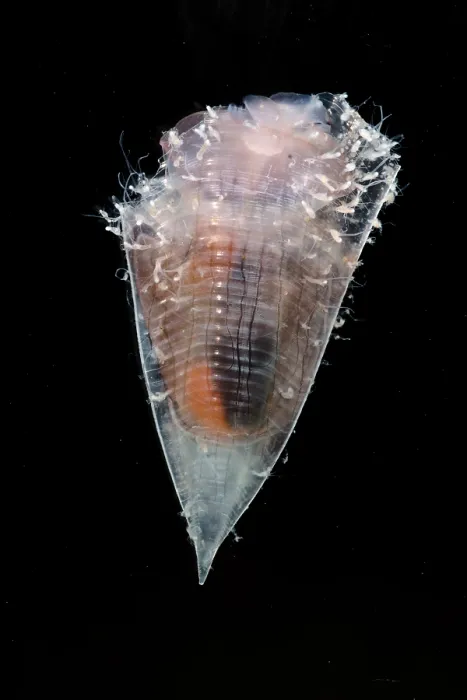 Framed Print : Pelagic Snail (Clio cuspidata) Framed Print : Pelagic Snail (Clio cuspidata)
