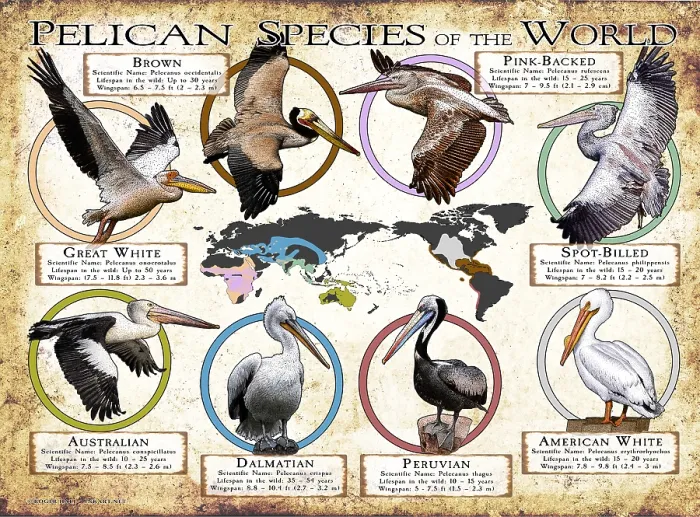 Framed Print : Pelican Species of the World Framed Print : Pelican Species of the World