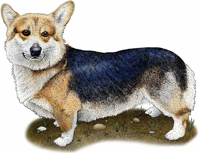Framed Print : Pembroke welsh corgi Framed Print : Pembroke welsh corgi