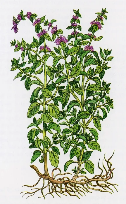 Framed Print : Pennyroyal, Alchemy Plant Framed Print : Pennyroyal, Alchemy Plant