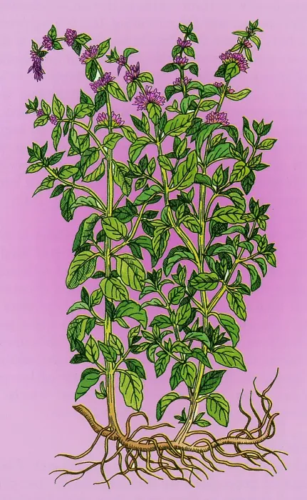 Framed Print : Pennyroyal, Alchemy Plant Framed Print : Pennyroyal, Alchemy Plant