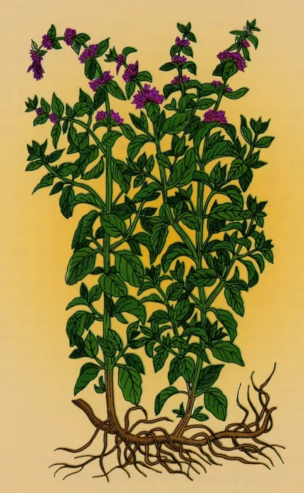 Framed Print : Pennyroyal, Alchemy Plant