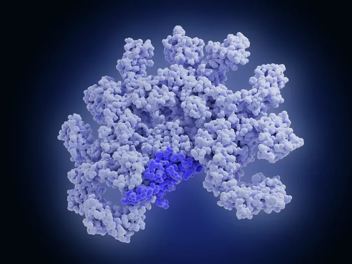 Framed Print : Pentameric immunoglobulin M (IgM) molecule Framed Print : Pentameric immunoglobulin M (IgM) molecule