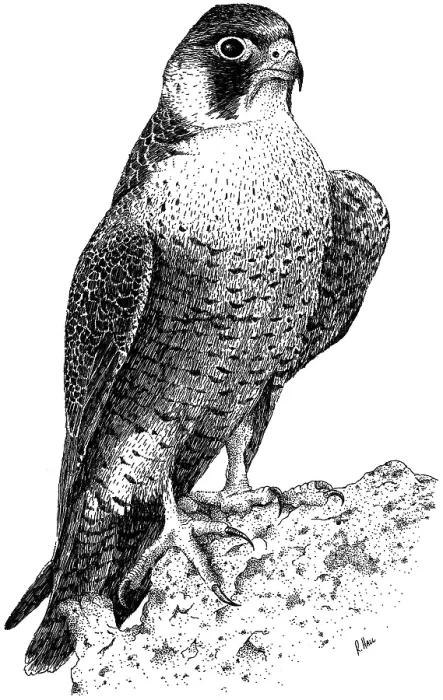 Framed Print : Peregrine Falcon Framed Print : Peregrine Falcon