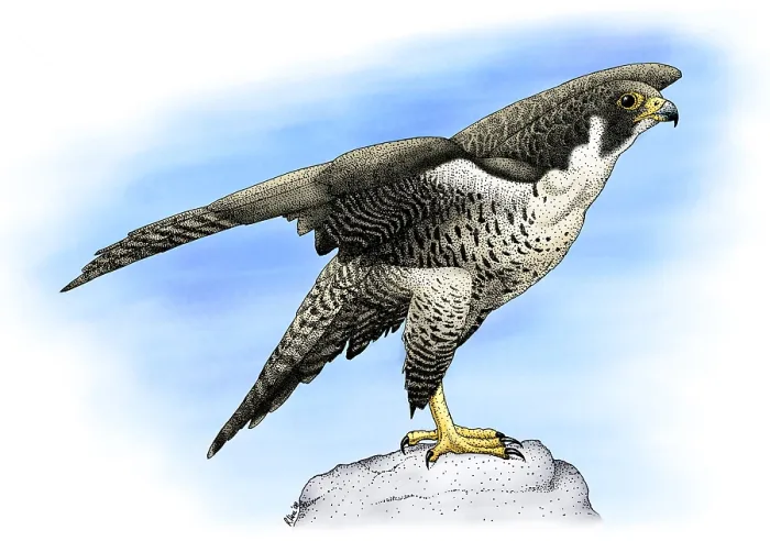 Framed Print : Peregrine Falcon Framed Print : Peregrine Falcon