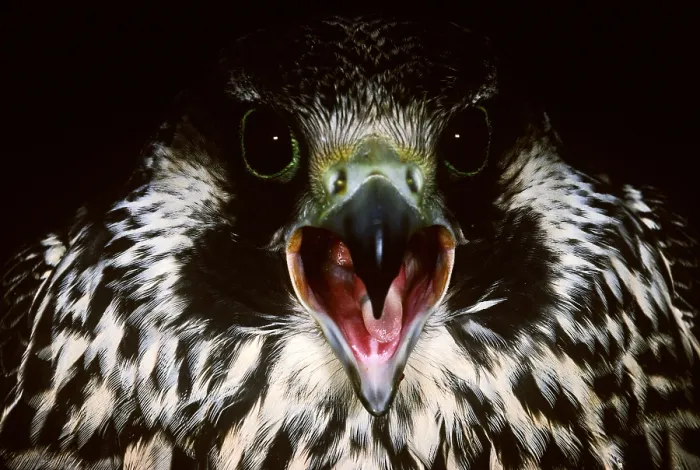 Framed Print : Peregrine Falcon Framed Print : Peregrine Falcon