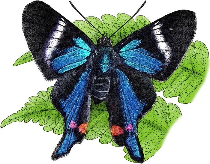 Framed Print : Periander Metalmark, Illustration