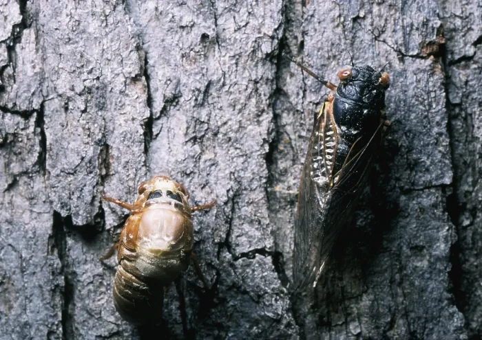 Framed Print : Periodical Cicada