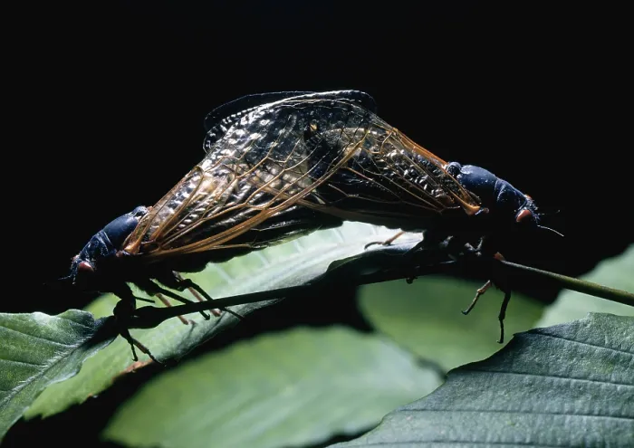 Framed Print : Periodical Cicada Framed Print : Periodical Cicada