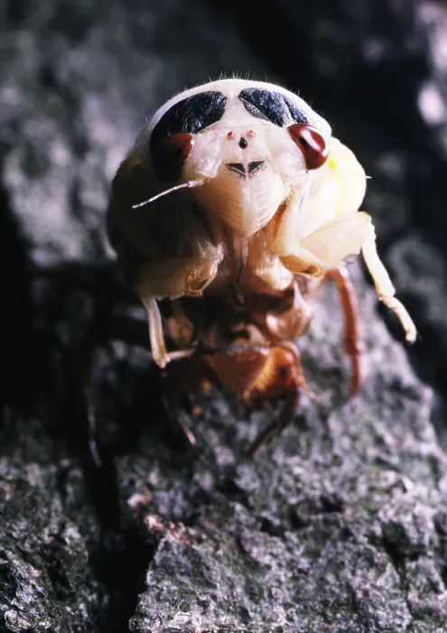 Framed Print : Periodical Cicada