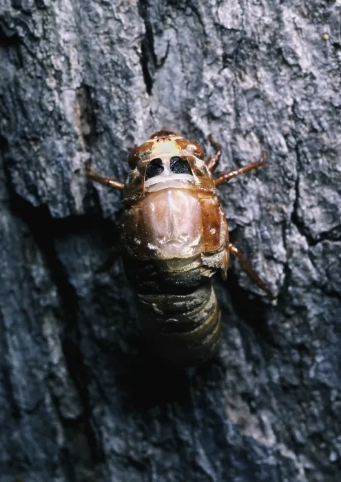 Framed Print : Periodical Cicada