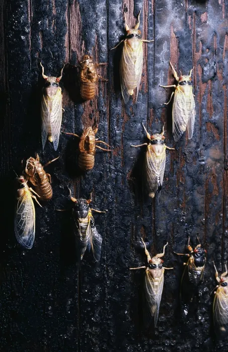 Framed Print : Periodical Cicada