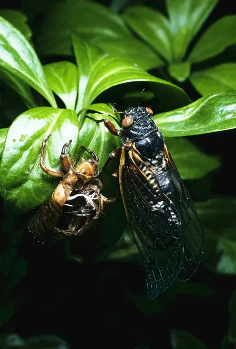 Framed Print : Periodical Cicada Framed Print : Periodical Cicada
