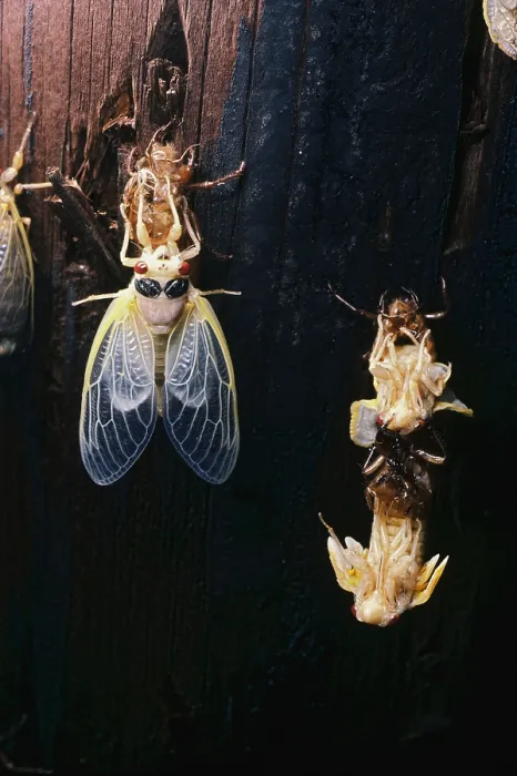 Framed Print : Periodical Cicada