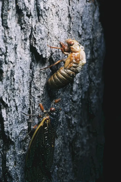 Framed Print : Periodical Cicadas Framed Print : Periodical Cicadas