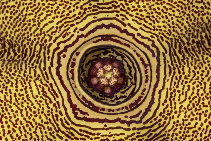 Framed Print : Persian Carpet Flower (Edithcolea grandis) Framed Print : Persian Carpet Flower (Edithcolea grandis)