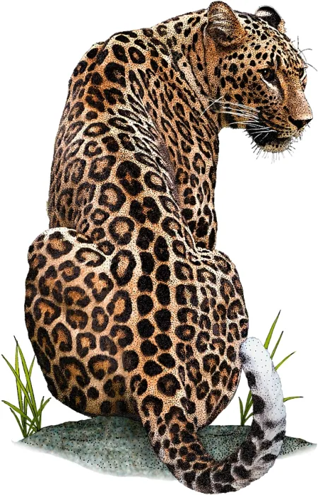 Framed Print : Persian Leopard, Illustration Framed Print : Persian Leopard, Illustration
