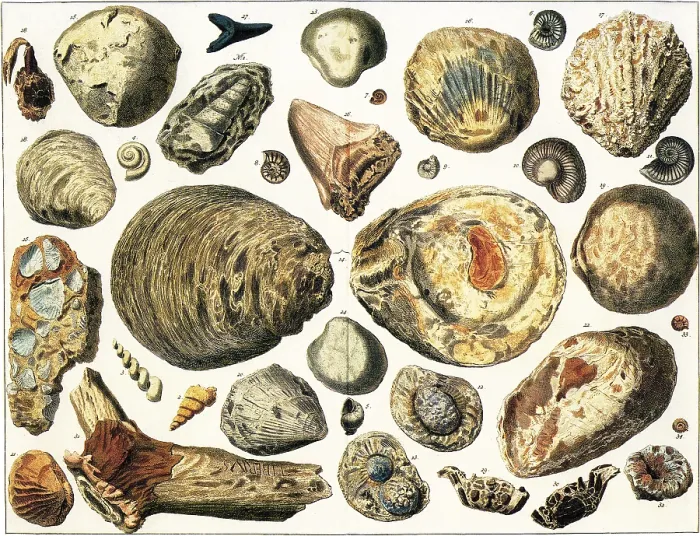 Framed Print : Petrified Marine Shells Framed Print : Petrified Marine Shells
