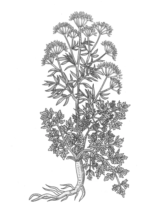 Framed Print : Petroselinum Crispum, Garden Parsley