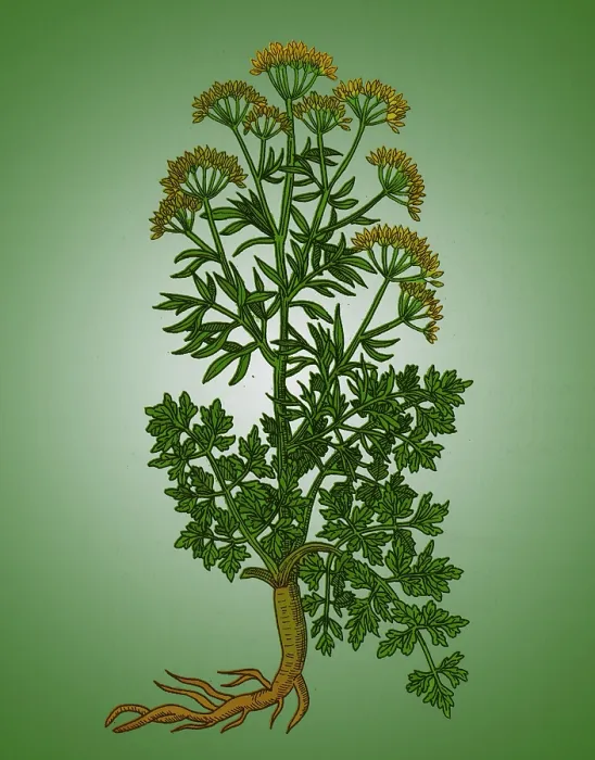 Framed Print : Petroselinum Crispum, Garden Parsley Framed Print : Petroselinum Crispum, Garden Parsley