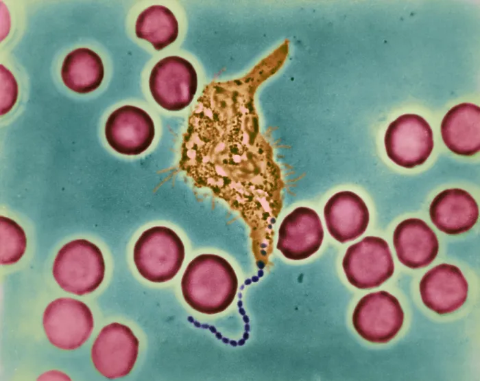 Framed Print : Phagocytosis, WBC Ingesting Streptococcus