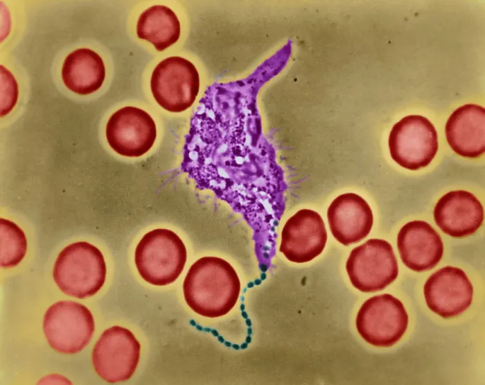 Framed Print : Phagocytosis, WBC Ingesting Streptococcus, light micrograph