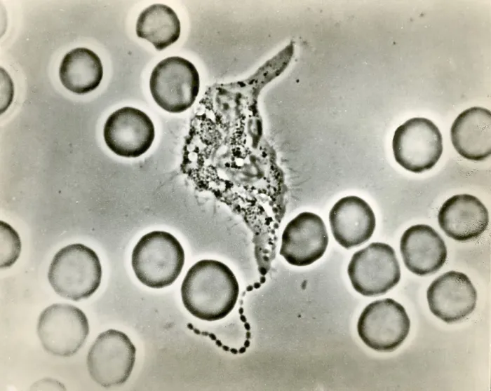 Framed Print : Phagocytosis, WBC Ingesting Streptococcus, light micrograph